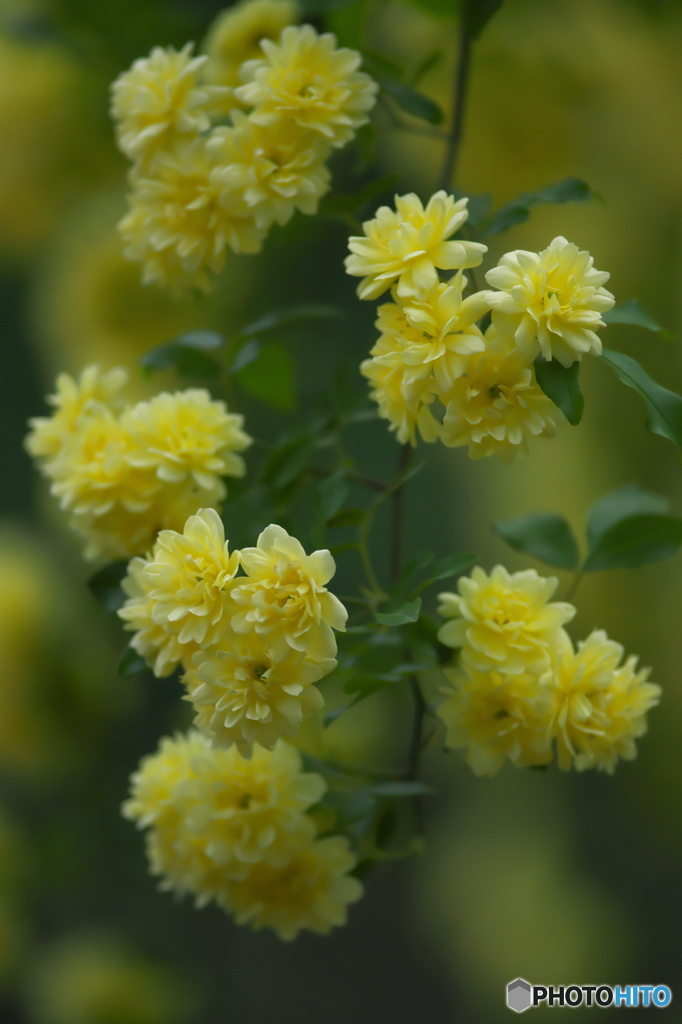 公園に咲いていた木香薔薇