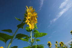 休耕田に咲くヒマワリ　　は