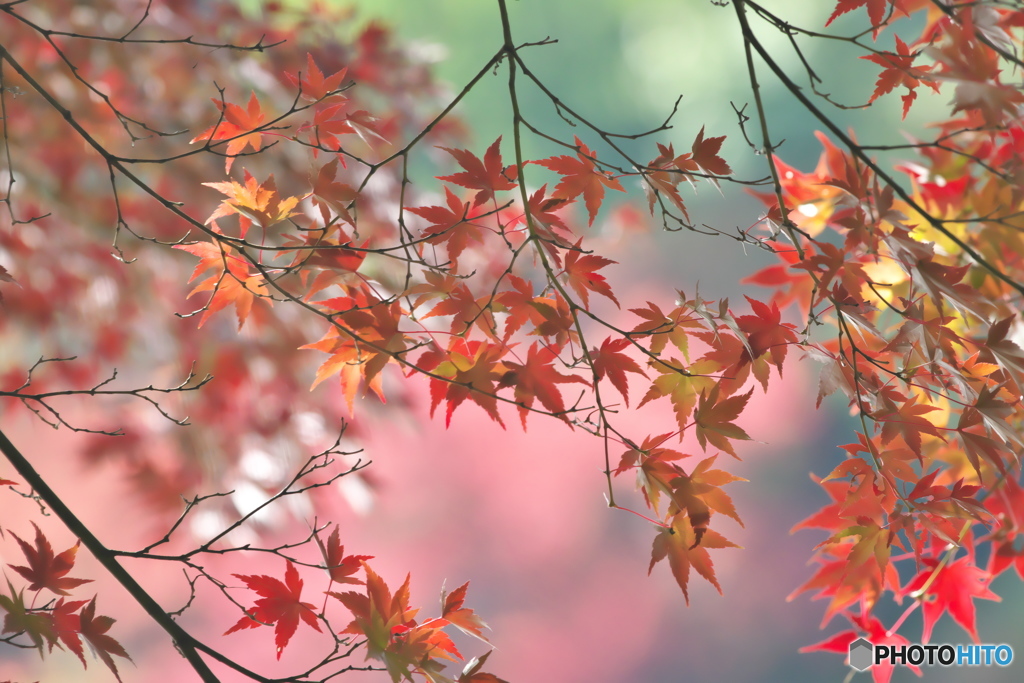 公園の紅葉