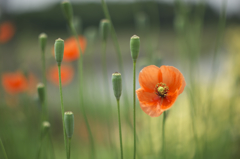 広角レンズで撮ったポピー