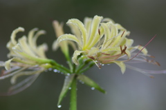 雨上がりの花　に