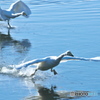 清流の白鳥