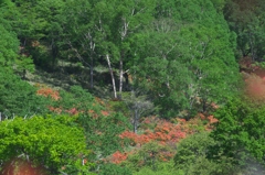 赤城　白樺牧場　Ａ