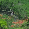 赤城　白樺牧場　Ａ
