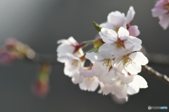 河川敷に咲く桜