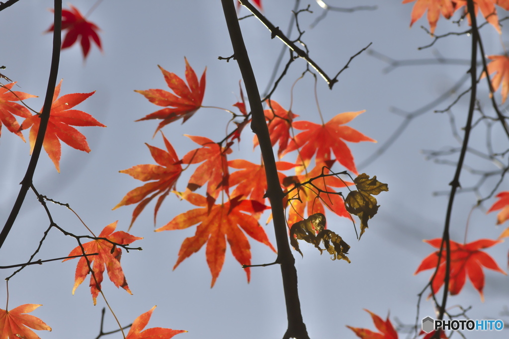 公園の紅葉