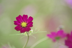 雨にも風にも負けず咲いていた。(^^♪