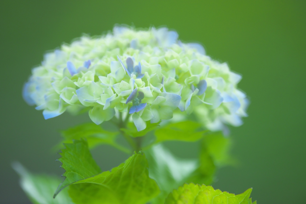 雨引観音の紫陽花は美しい！！　Ａ