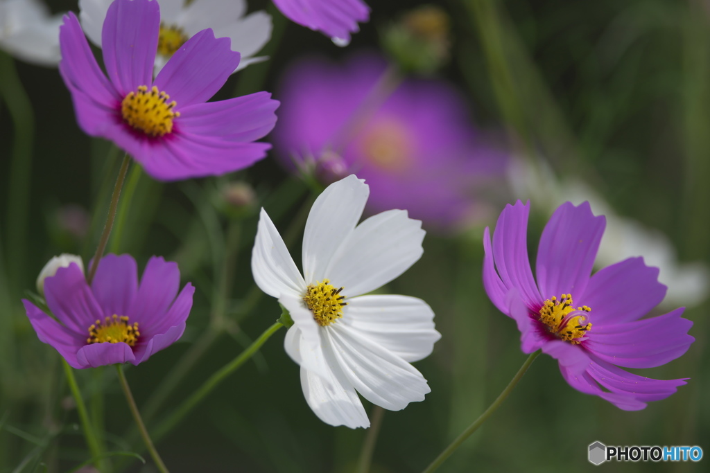 紅白のコスモス　♫