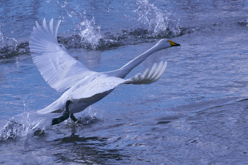 北へ帰って行った白鳥　四