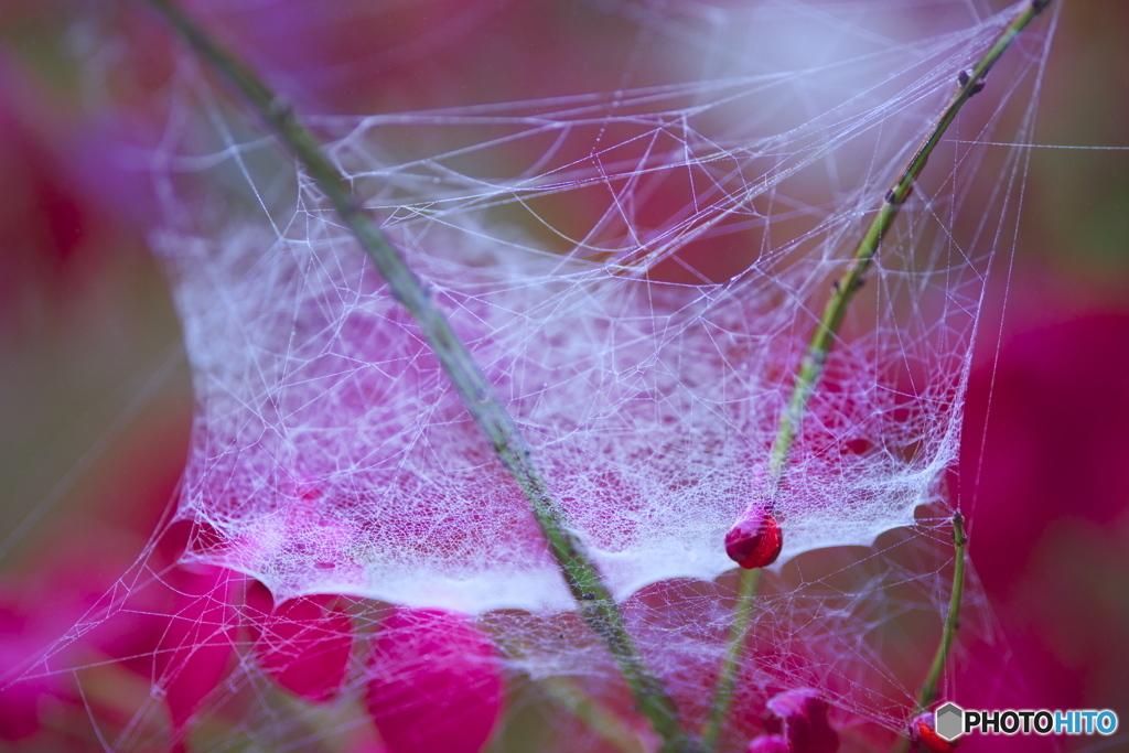 森林公園の蜘蛛の巣