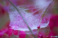 森林公園の蜘蛛の巣 森林公園の蜘蛛の巣