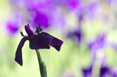 カキツバタ　（　倉出し）