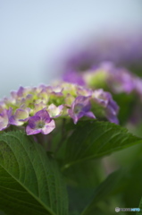 雨引観音の紫陽花　　は