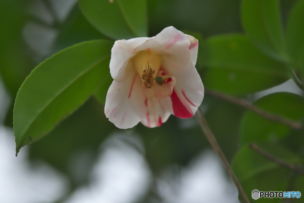 近くの大きな公園の椿