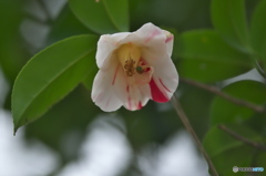 近くの大きな公園の椿
