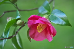 冬の花　山茶花