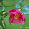 冬の花　山茶花
