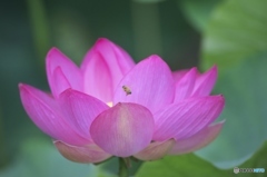 親水公園の蓮　ホ