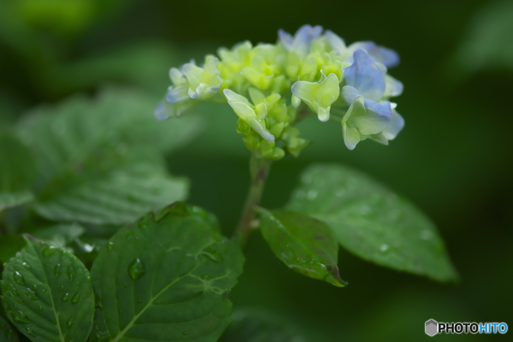 雨引観音の紫陽花　イ