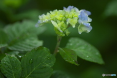 雨引観音の紫陽花　イ