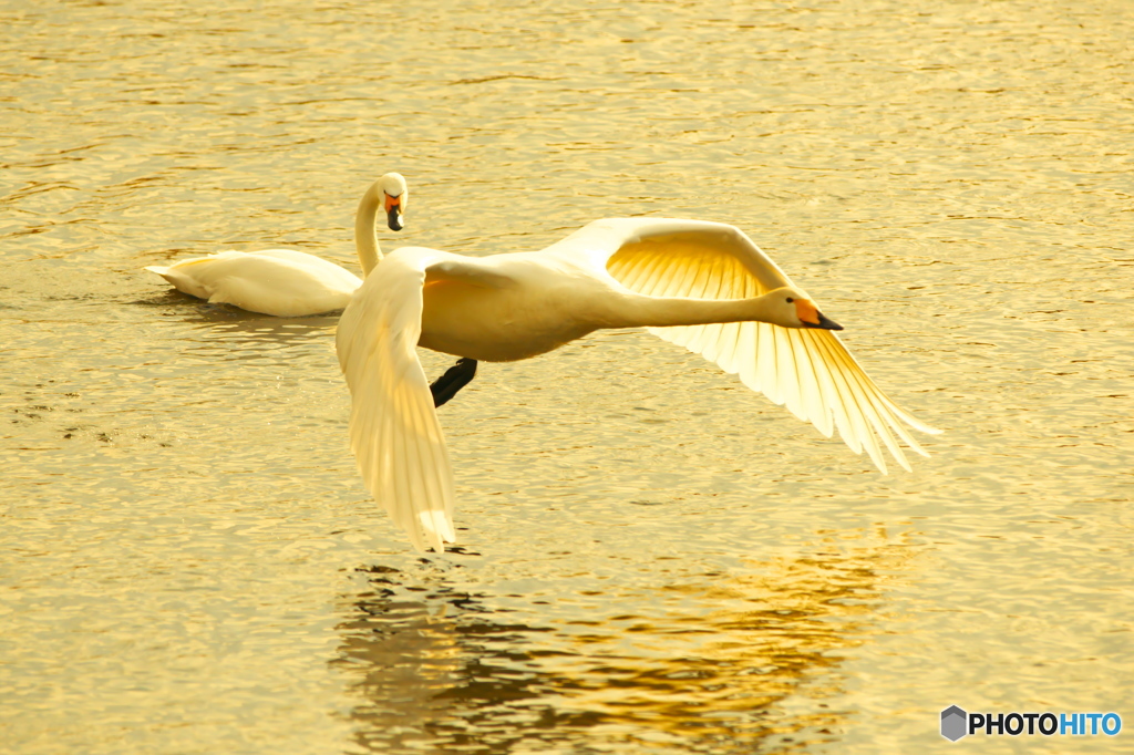 黄金色の白鳥