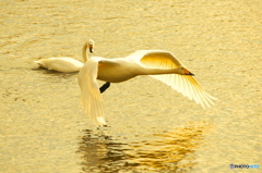黄金色の白鳥