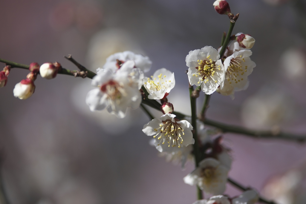 見に来る人も少ないのに咲いている白梅　四