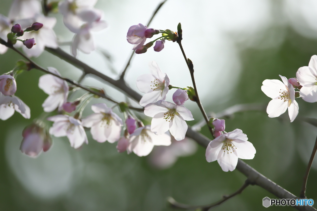河川敷に咲く桜
