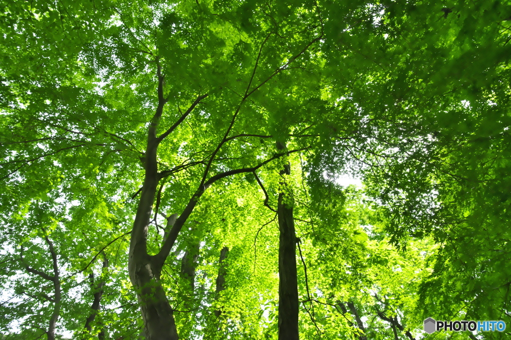 近くの公園の新緑
