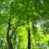 近くの公園の新緑