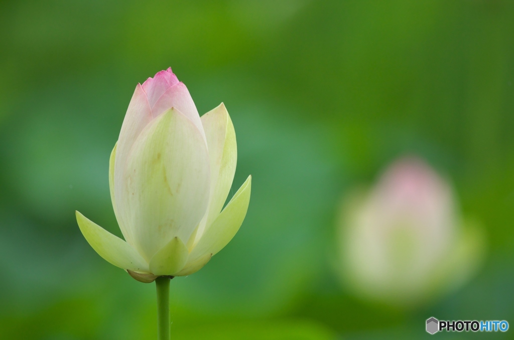 澤観音寺のハス　壱