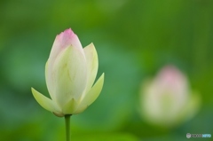 澤観音寺のハス　壱