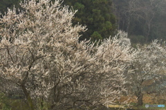 雨の白梅