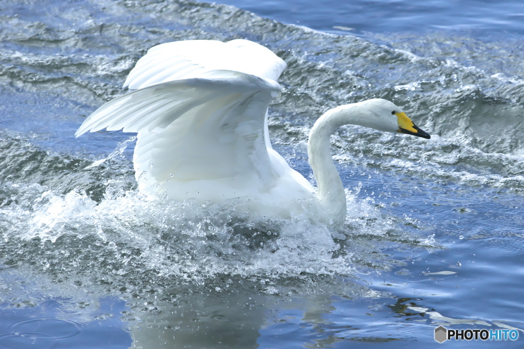 清流の白鳥