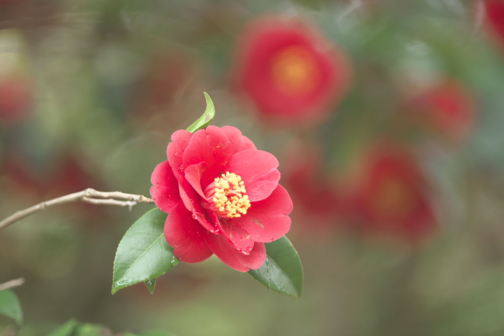 公園の椿