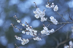 白梅