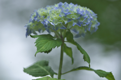 雨引観音楽法寺のアジサイ　Ⅲ