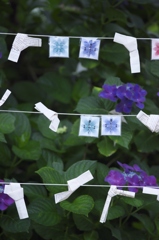 雨引観音の紫陽花　八