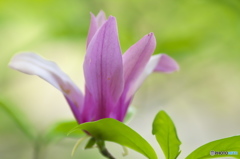 近くのお寺に咲いていた紫木蓮