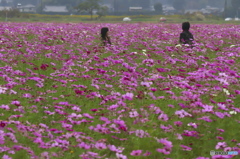 花　好きなだけどうぞ　♫