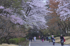 大きな公園は花盛り