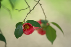 椿