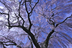 光明寺の枝垂れ桜