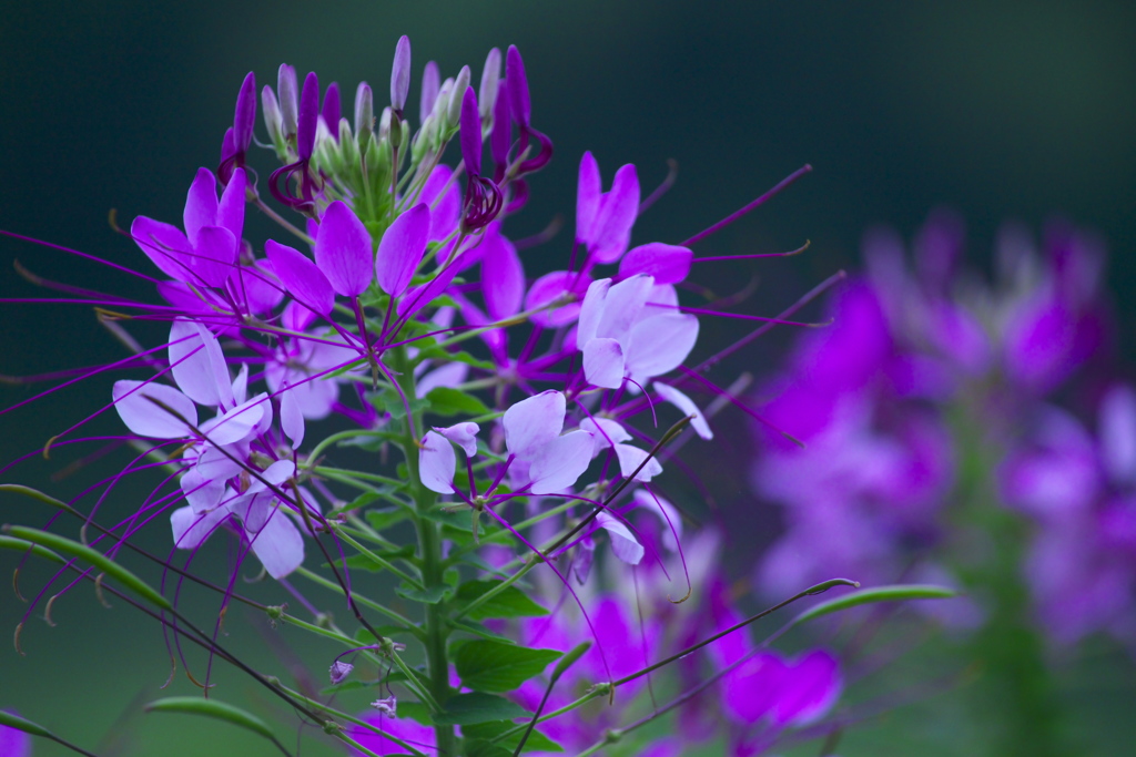 夏の花