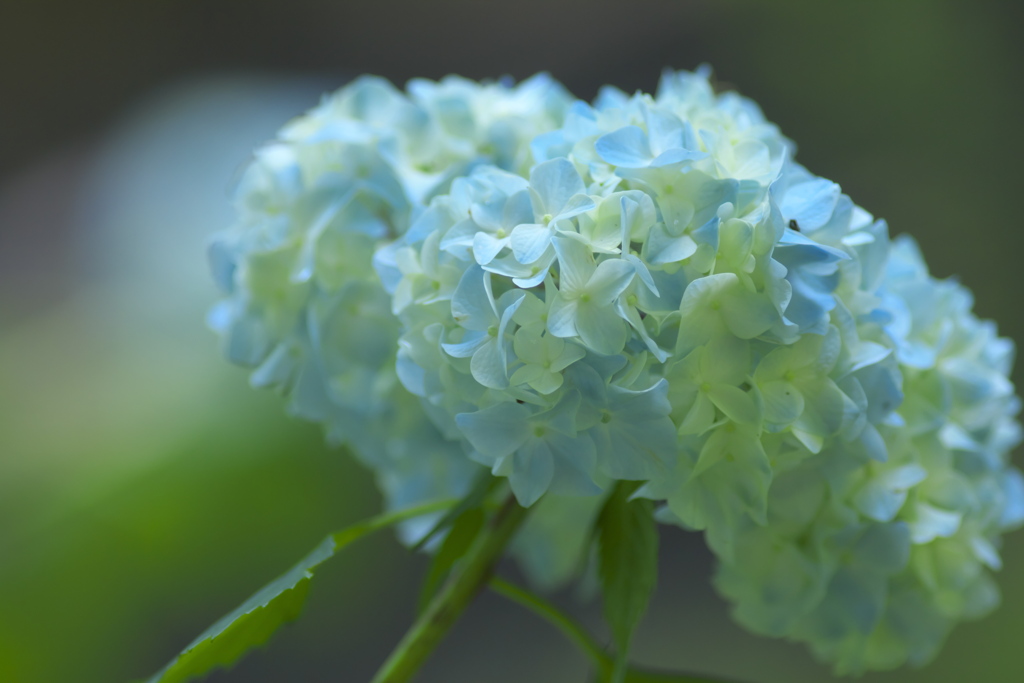紫陽花　い
