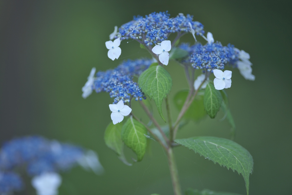 雨引観音楽法寺の紫陽花　ろ