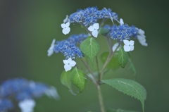 雨引観音楽法寺の紫陽花　ろ