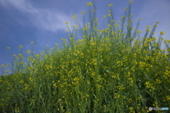 道端の菜の花