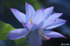 休耕田の蓮　Ⅲ